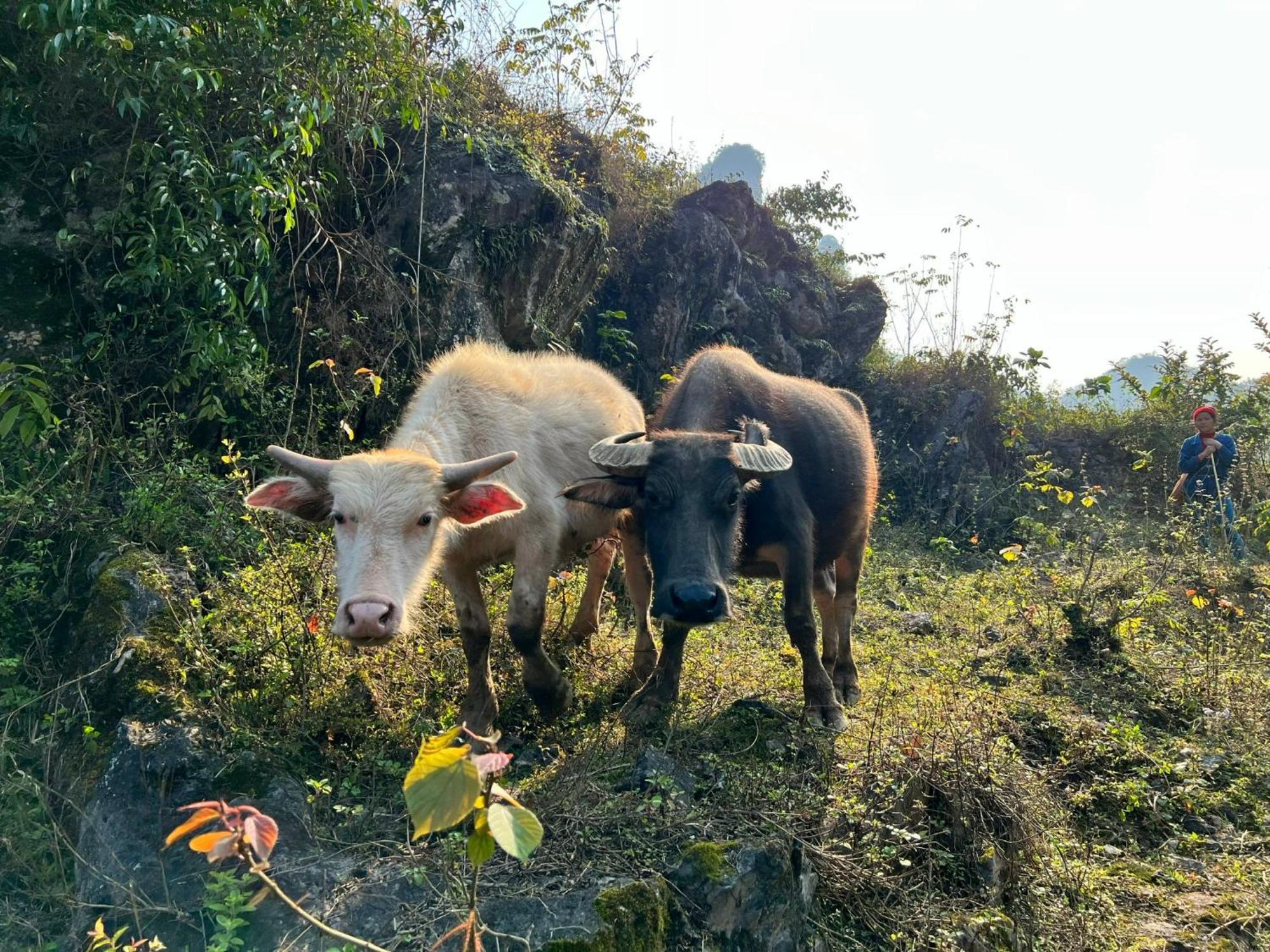 Nasan Green Farm Cao Bang Zewnętrze zdjęcie